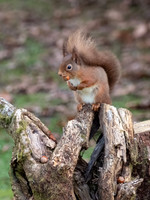 Red Squirrel (Sciurus vulgaris)