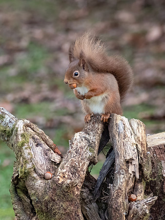 Red Squirrel (Sciurus vulgaris)