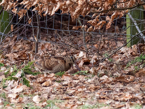 Woodcock (Scolopax rusticola)