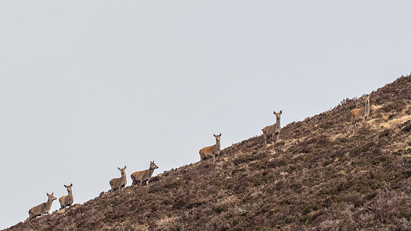 Red Deer Hinds (Cervus elephus)