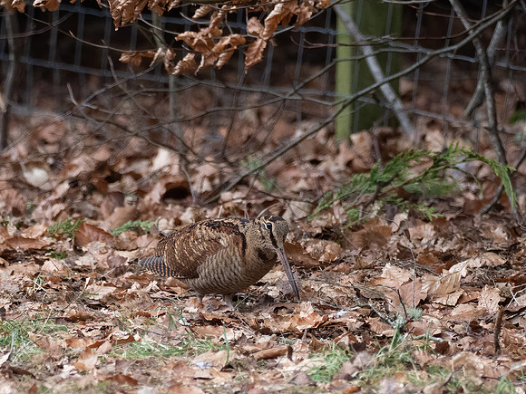 Woodcock (Scolopax rusticola)