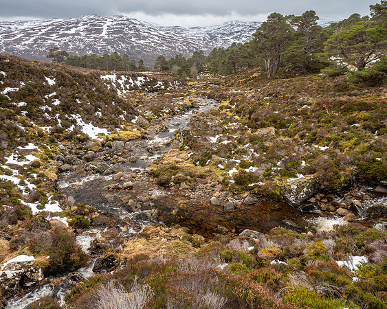 Liatrie Burn