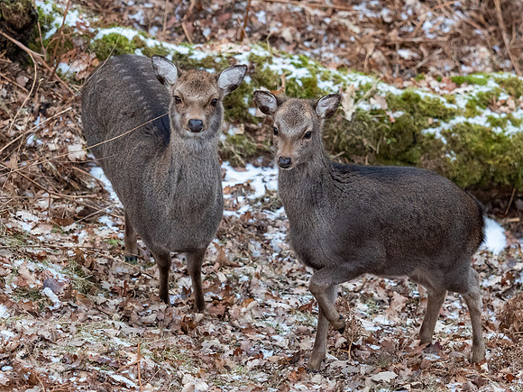 Sika Deer (Cervus nippon)
