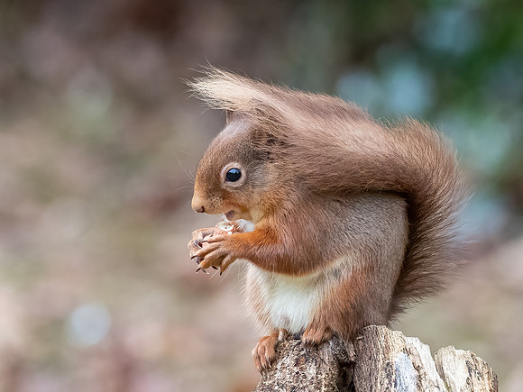 Red Squirrel (Sciurus vulgaris)