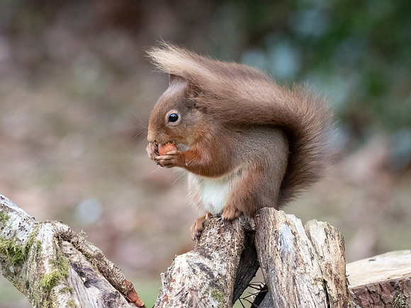 Red Squirrel (Sciurus vulgaris)