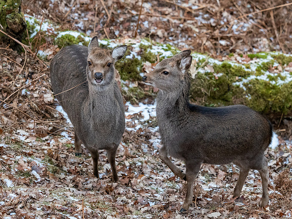 Sika Deer (Cervus nippon)