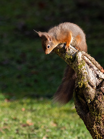 Red Squirrel (Sciurus vulgaris)