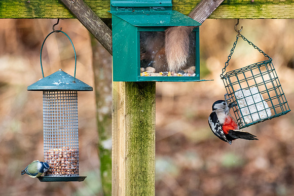 Red Squirrel (Sciurus vulgaris)