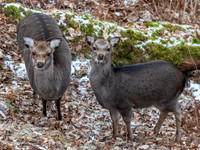 Sika Deer (Cervus nippon)
