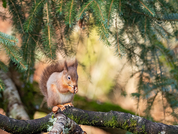 Red Squirrel (Sciurus vulgaris)