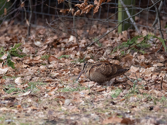 Woodcock (Scolopax rusticola)