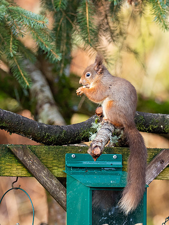 Red Squirrel (Sciurus vulgaris)