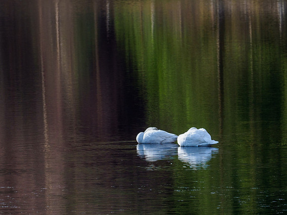 20210228-Glen Cannich-EM128376-Edit