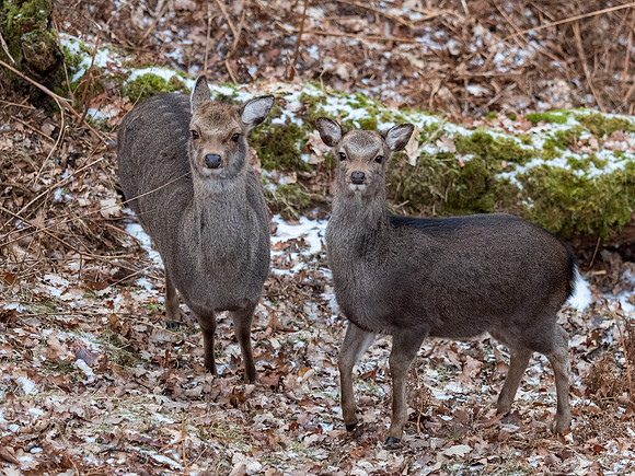 Sika Deer (Cervus nippon)