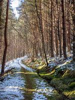 20210207-Glen Coiltie-EM126703