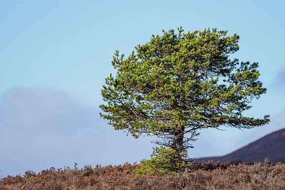 Scots Pine (Pinus Sylvestrus)