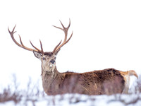 Red Deer (Cervus elephus)