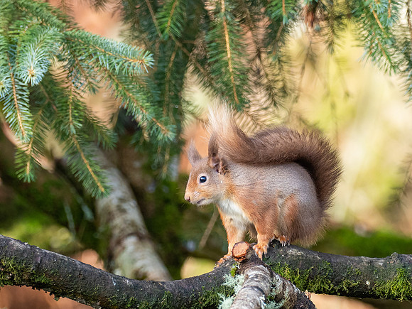 Red Squirrel (Sciurus vulgaris)