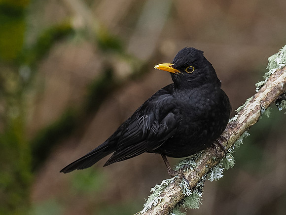 Blackbird (Turdus merula)