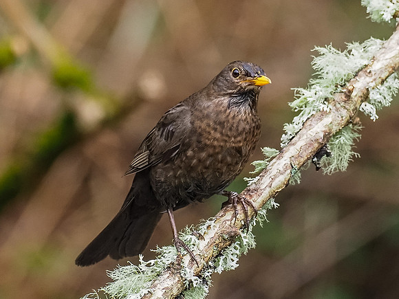 Blackbird (Turdus merula)