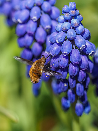 Female Dark-edged Bee Fly (Bombylius major)