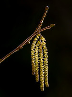 Backlit Hazel Catkins (Corylus avellana)