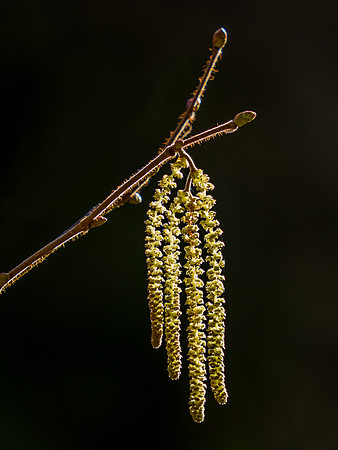 Backlit Hazel Catkins (Corylus avellana)