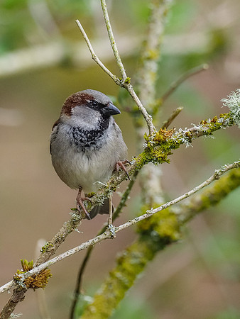 20200415-Garden Birds-EM127028