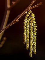 Backlit Hazel Catkins (Corylus avellana)