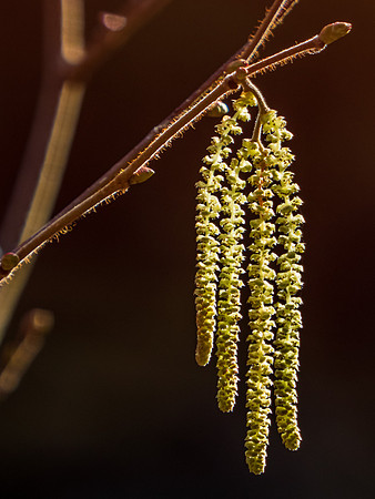 Backlit Hazel Catkins (Corylus avellana)
