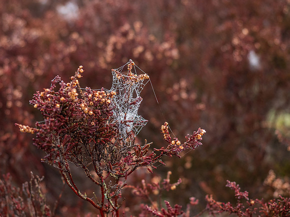 Bejewelled Heather