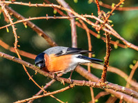 Life in the Garden