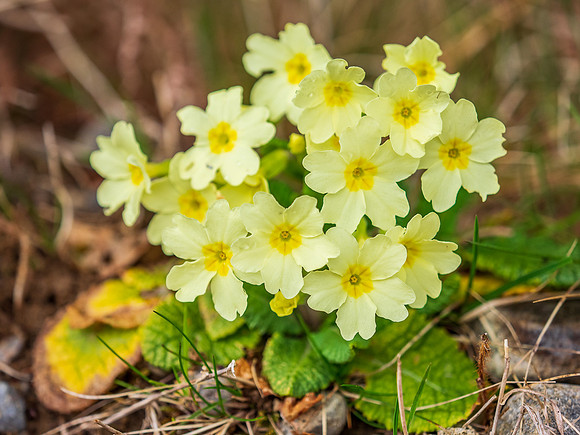 Wild Primrose (Primula vulgaris)