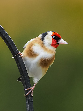 20200401-Goldfinch-EM126295