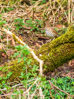 20200411-Song Thrush-EM126763