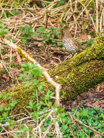 20200411-Song Thrush-EM126763