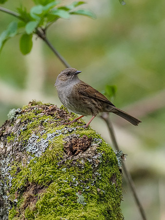20200415-Garden Birds-EM127046