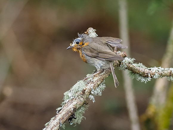 Ragged Robin