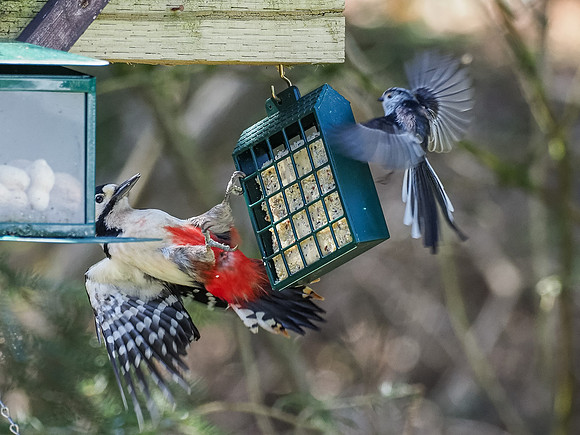 20200417-Garden Birds-EM127281
