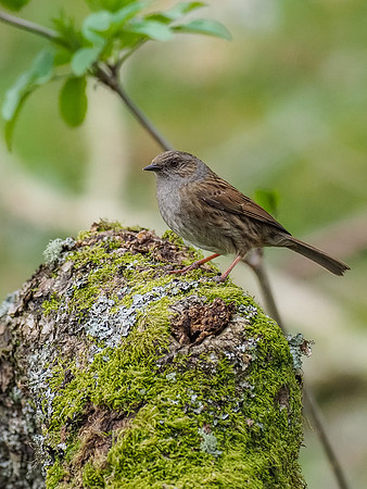 20200415-Garden Birds-EM127048