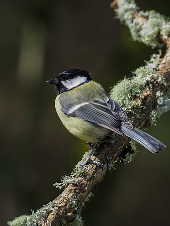 20200422-Garden Birds-EM127836