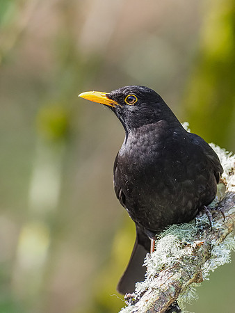 20200422-Garden Birds-EM127885