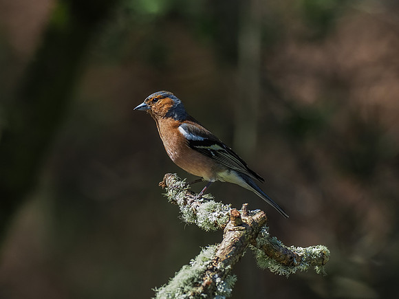 Chaffinch (Fringilla coelebs)