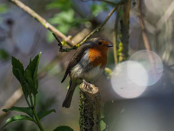 20200421-Garden Birds-EM127770