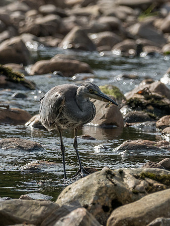 Grey Heron (Ardea cinerea)