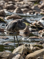 Grey Heron (Ardea cinerea)