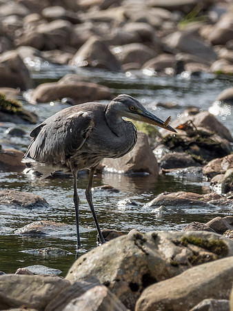 Grey Heron (Ardea cinerea)