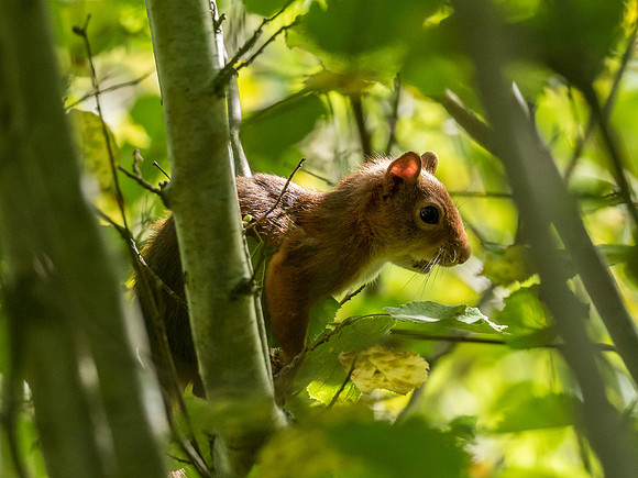 Young Red Squirrel (Sciurus vulgaris)