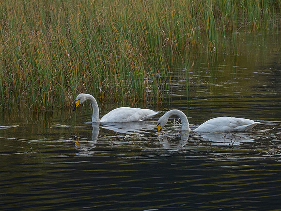 Whooper Swans (Cygnus cygnus)