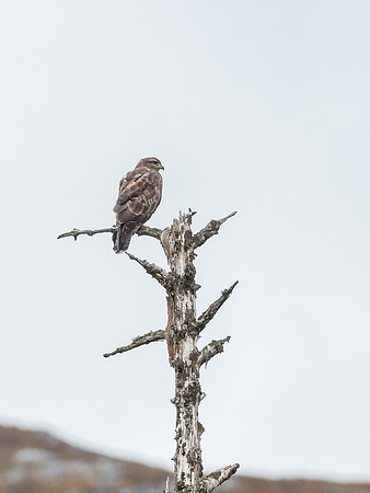 Common Buzzard (Buteo buteo)